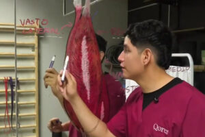 Fisioterapeuta de Qoren explica los músculos del cuádriceps sobre un dibujo anatómico en el video